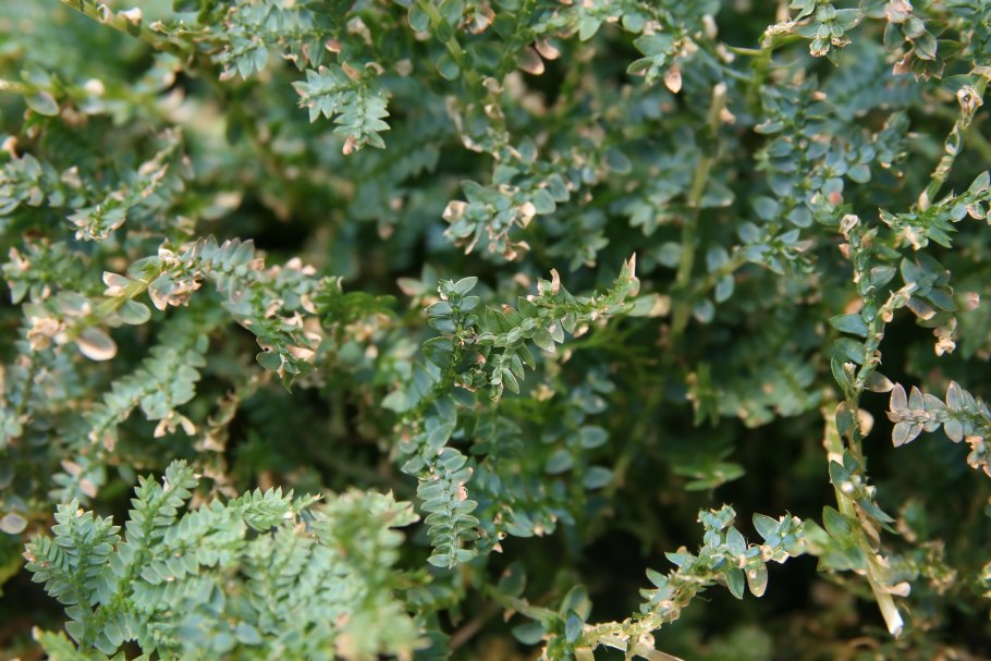 Папоротник селагинелла