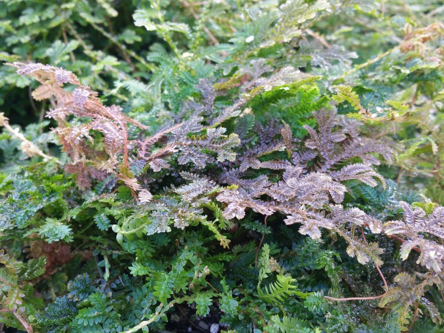 Папоротник селагинелла Мосс