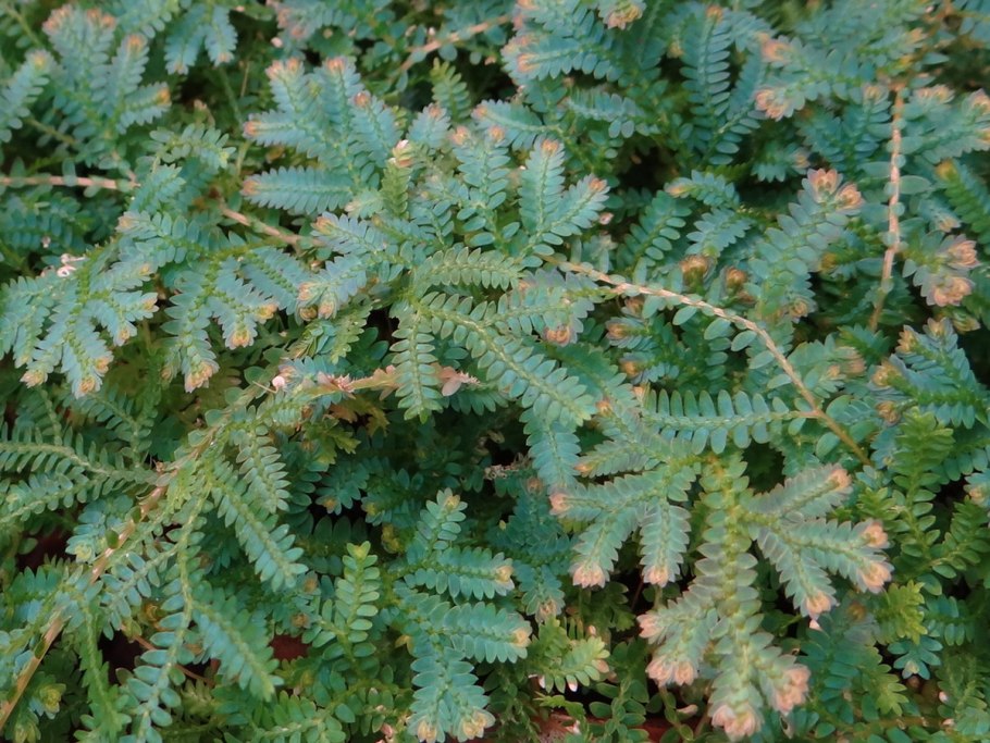 Папоротник селагинелла