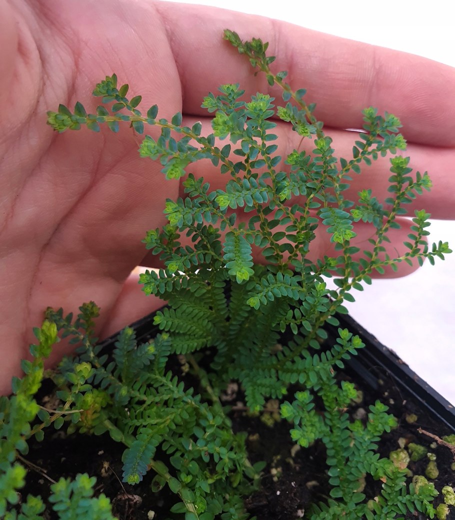 Селагинелла крючковатая