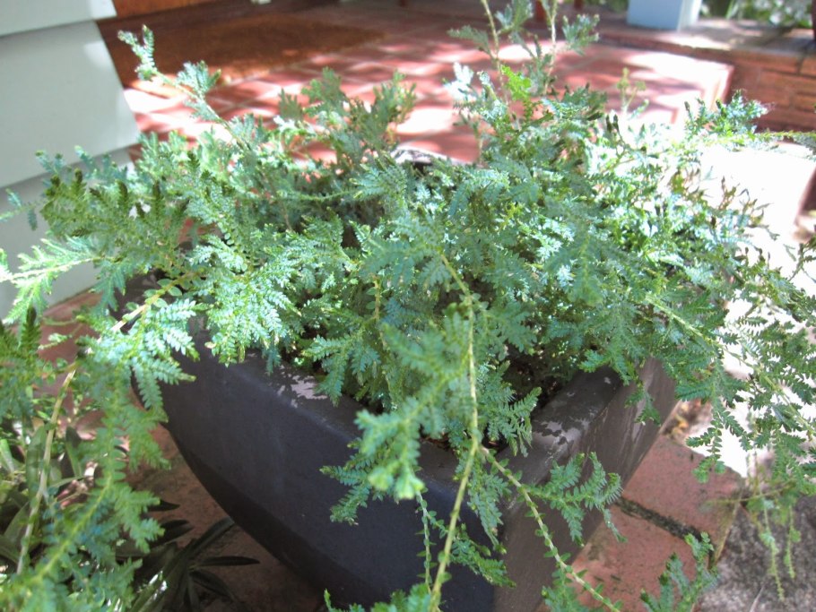 Папоротник селагинелла