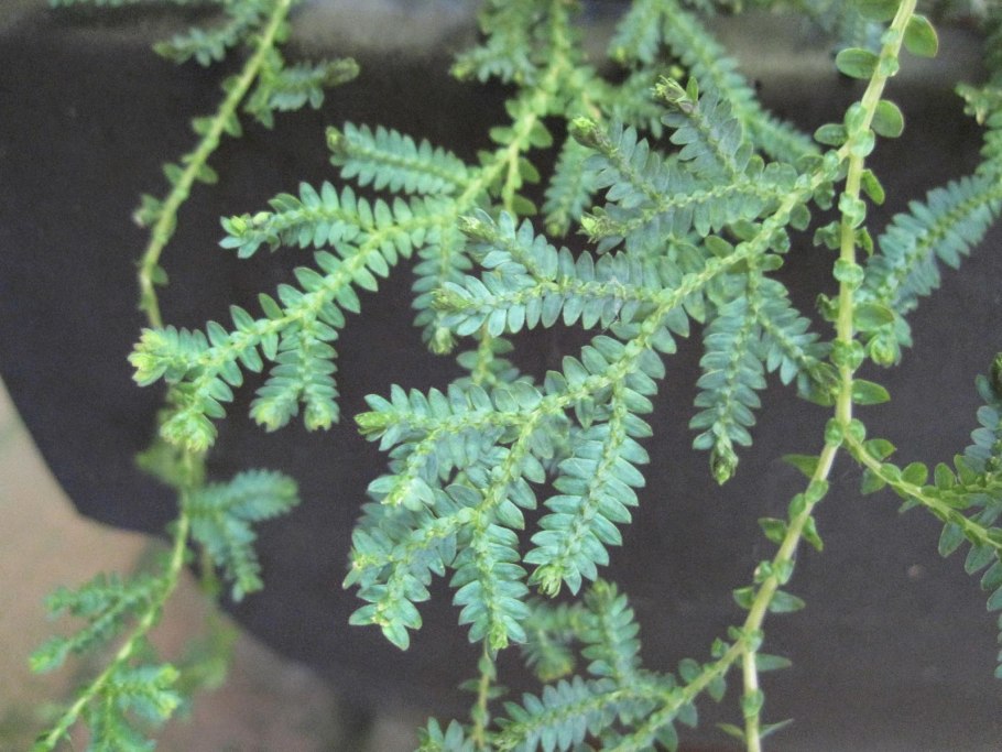 Селагинелла голубая