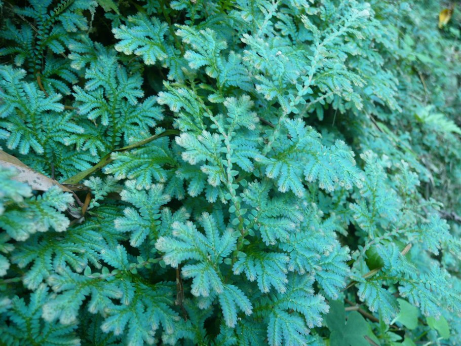 Селагинелла Мосс