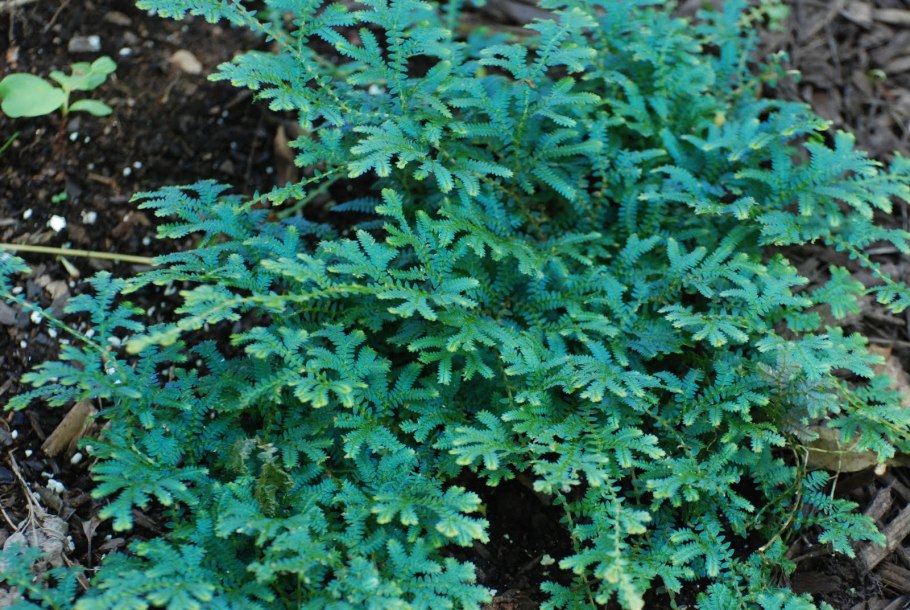 Папоротник Selaginella uncinata