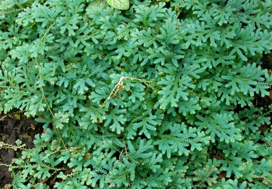Селагинелла (Selaginella lepidophylla) i