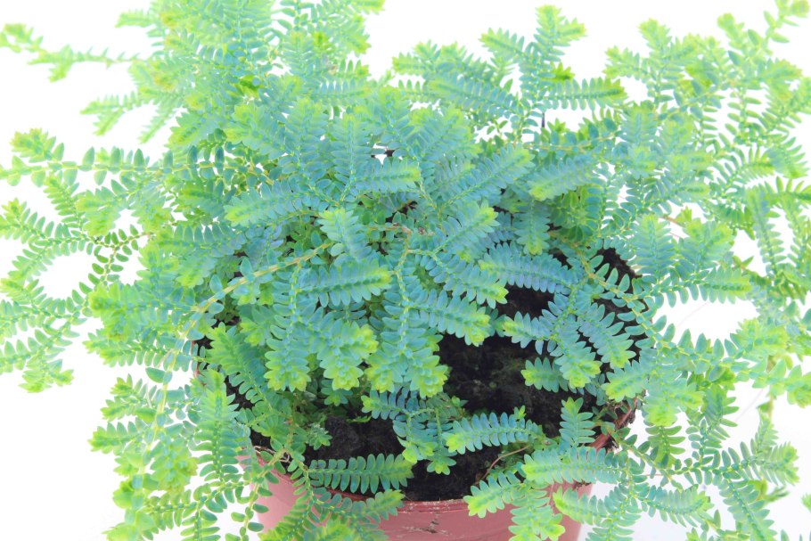 Папоротник Selaginella uncinata