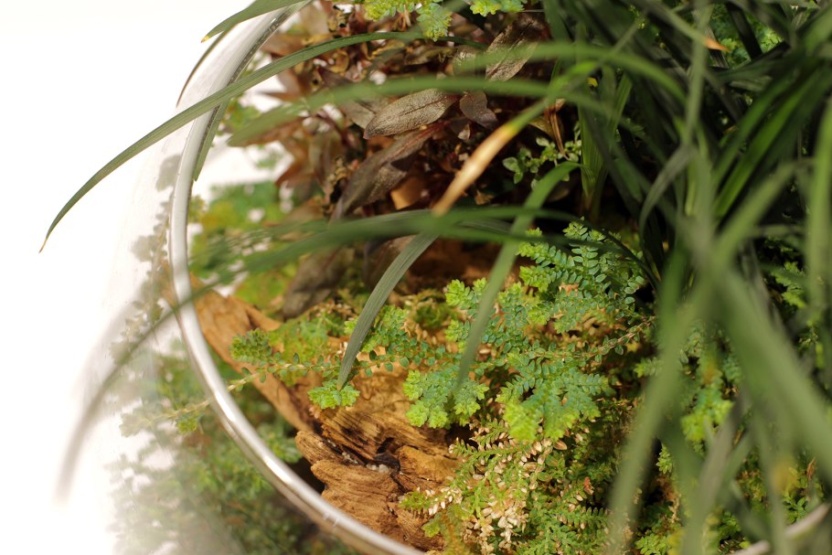 Селагинелла Краусса