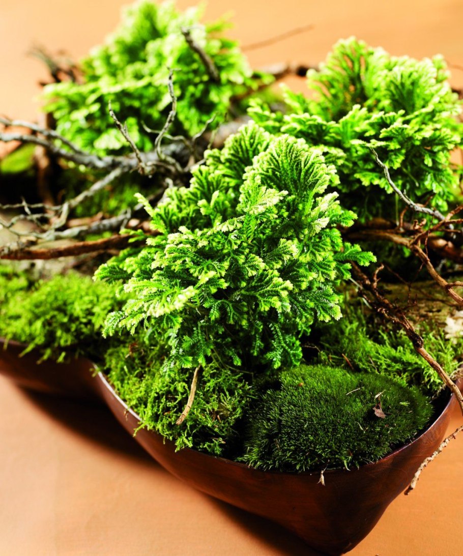 Selaginella SP.