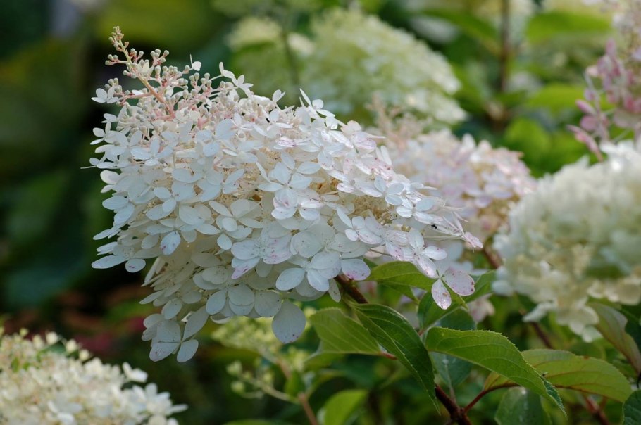 Гортензия Мэджикал Кэндл