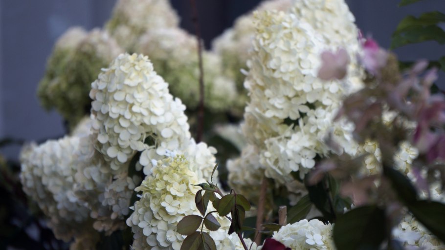 Гортензия метельчатая саммер лав