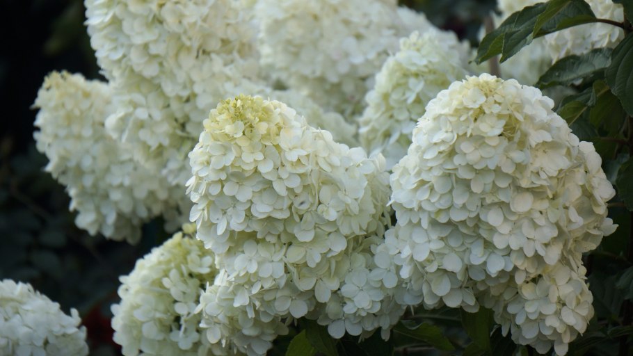 Гортензия метельчатая Полар Беар