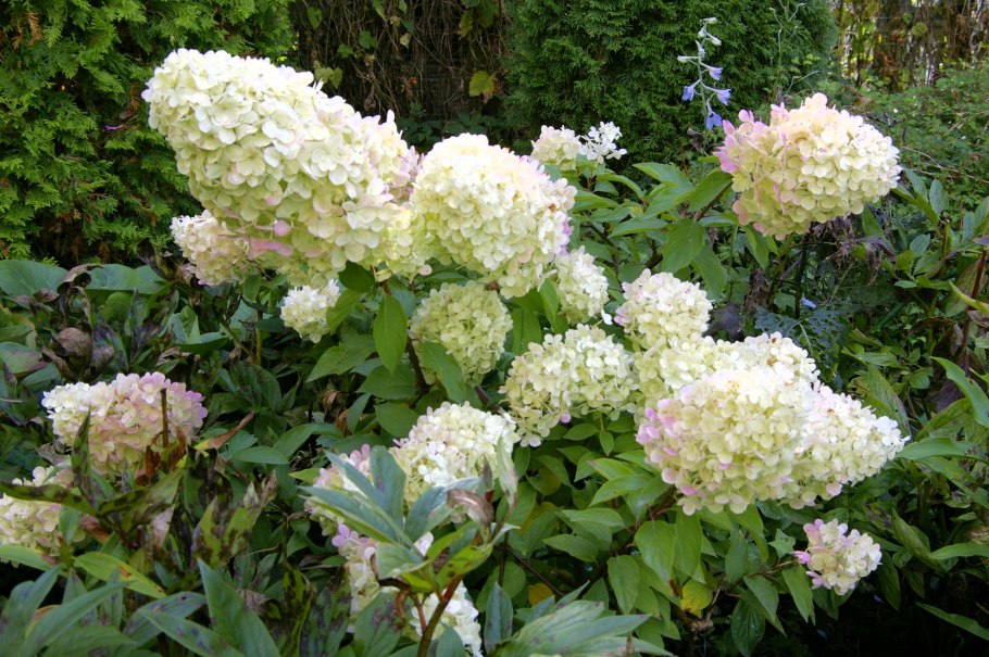 Гортензия древовидная Polar Bear