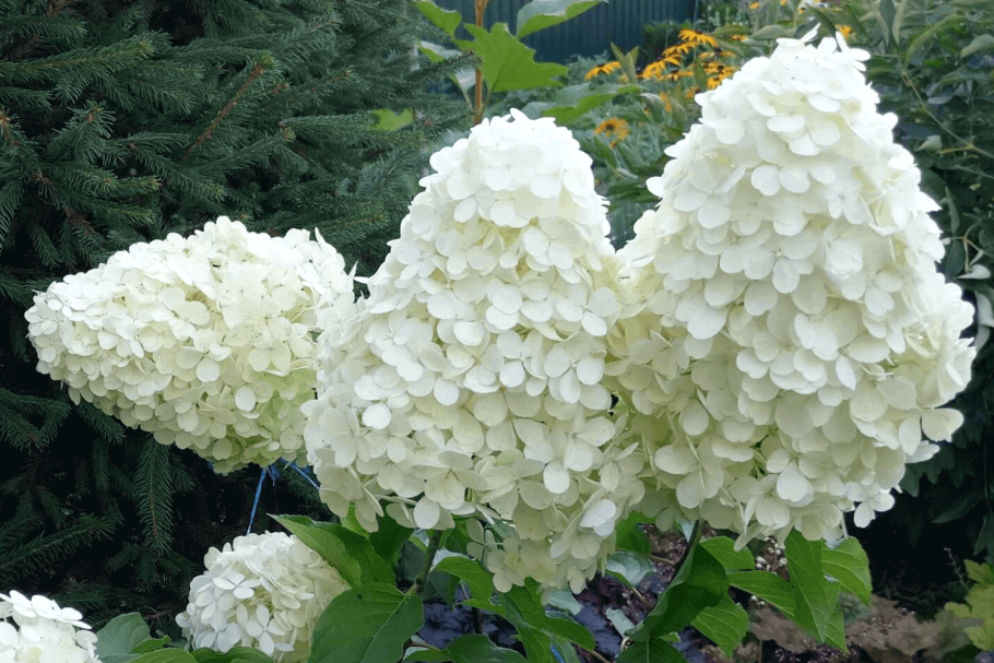 Гортензия метельчатая Polar Bear