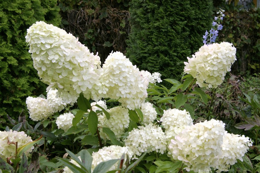 Гортензия метельчатая Полар Беар