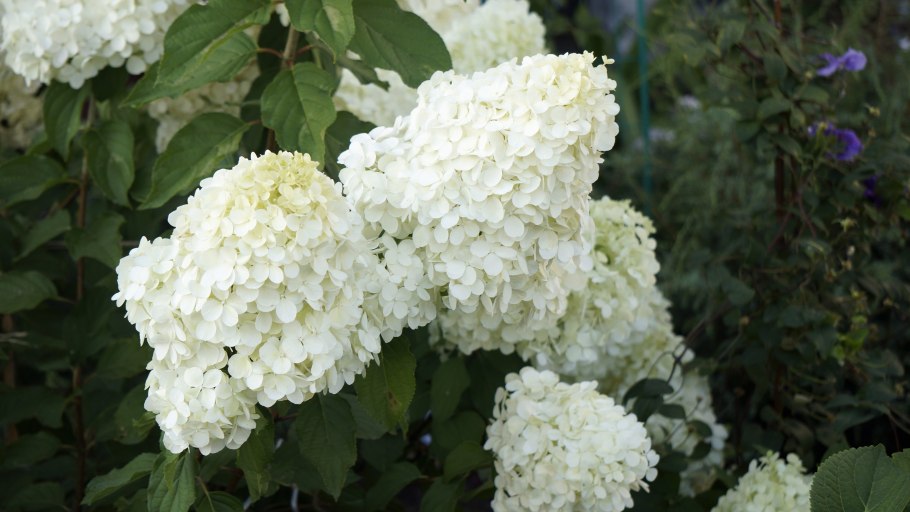 Гортензия полар бир метельчатая