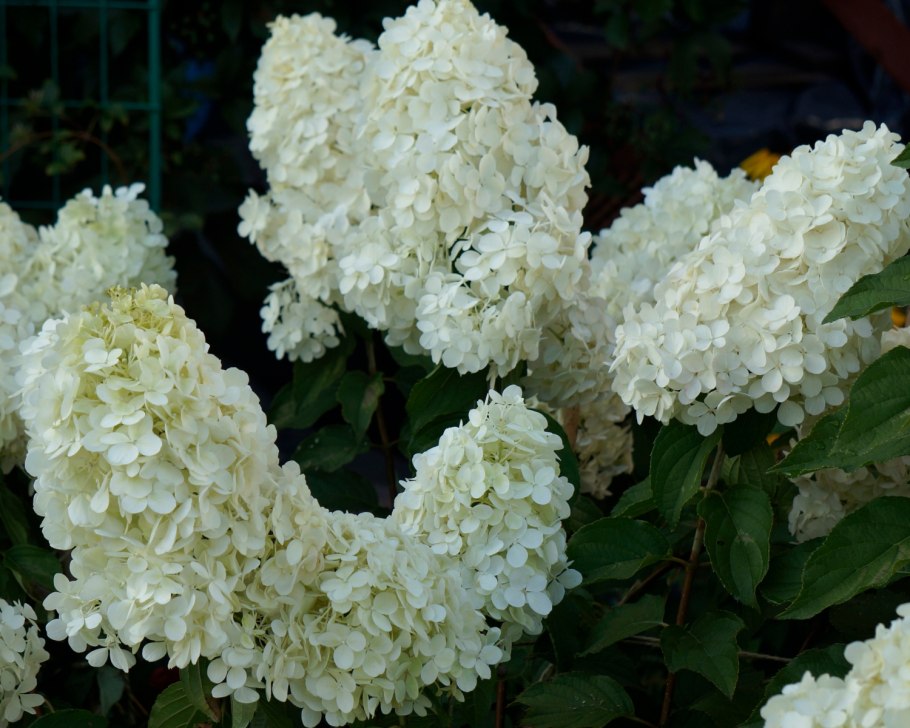 Гортензия метельчатая Полярный медведь