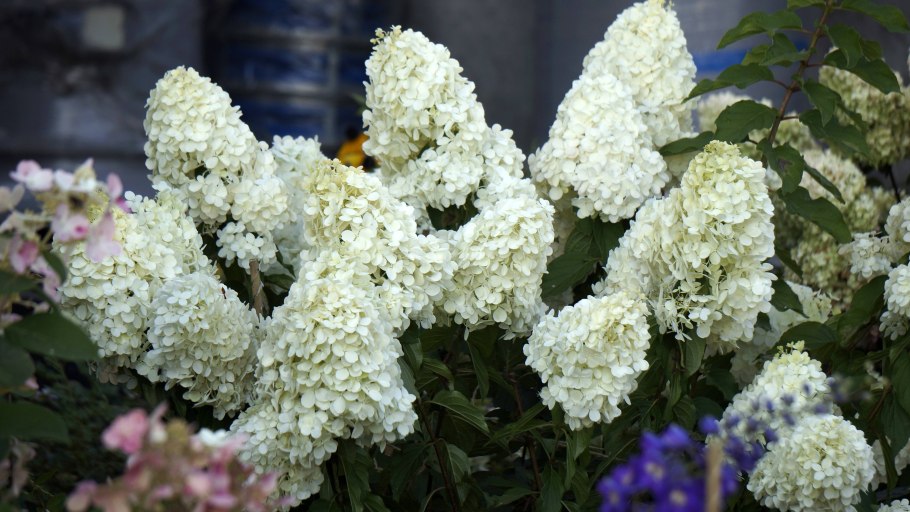 Гортензия метельчатая Полярный медведь