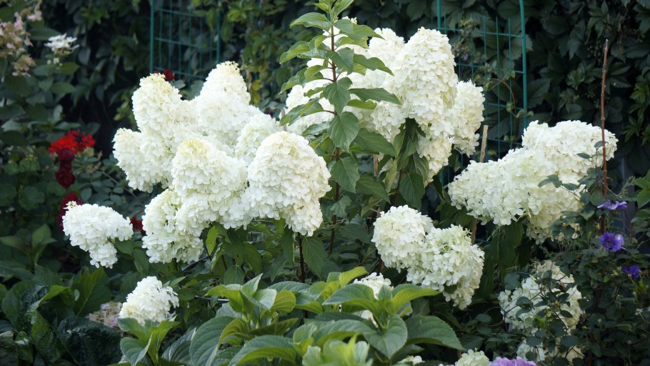 Гортензия метельчатая полярный медведь