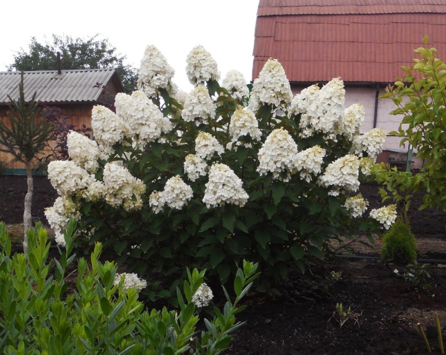 Гортензия метельчатая Полярный медведь