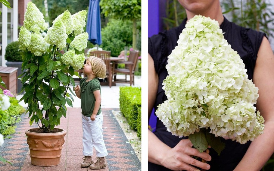 Метельчатая гортензия лаймлайт