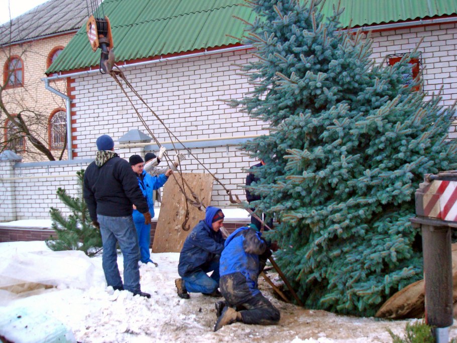 Высадка крупномерных деревьев