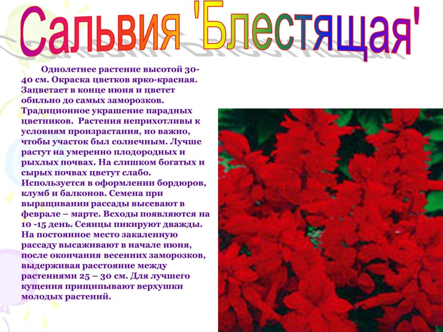 Кустарнирнички названия