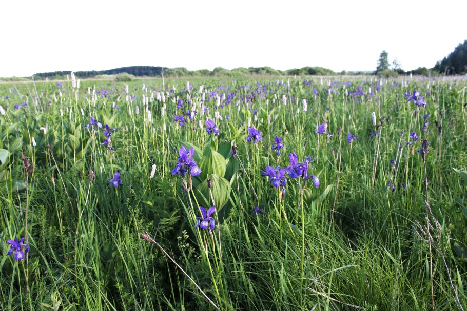 Астра многолетняя новобельгийская