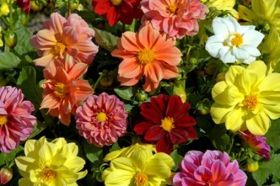 Рылей ползуций биологическая группа