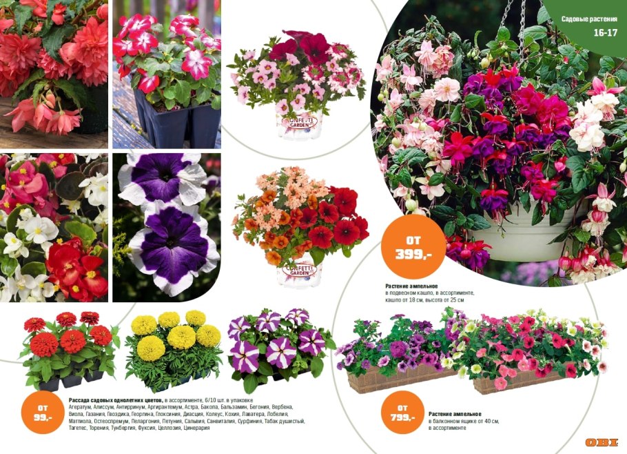 Однолетние лианы таблица