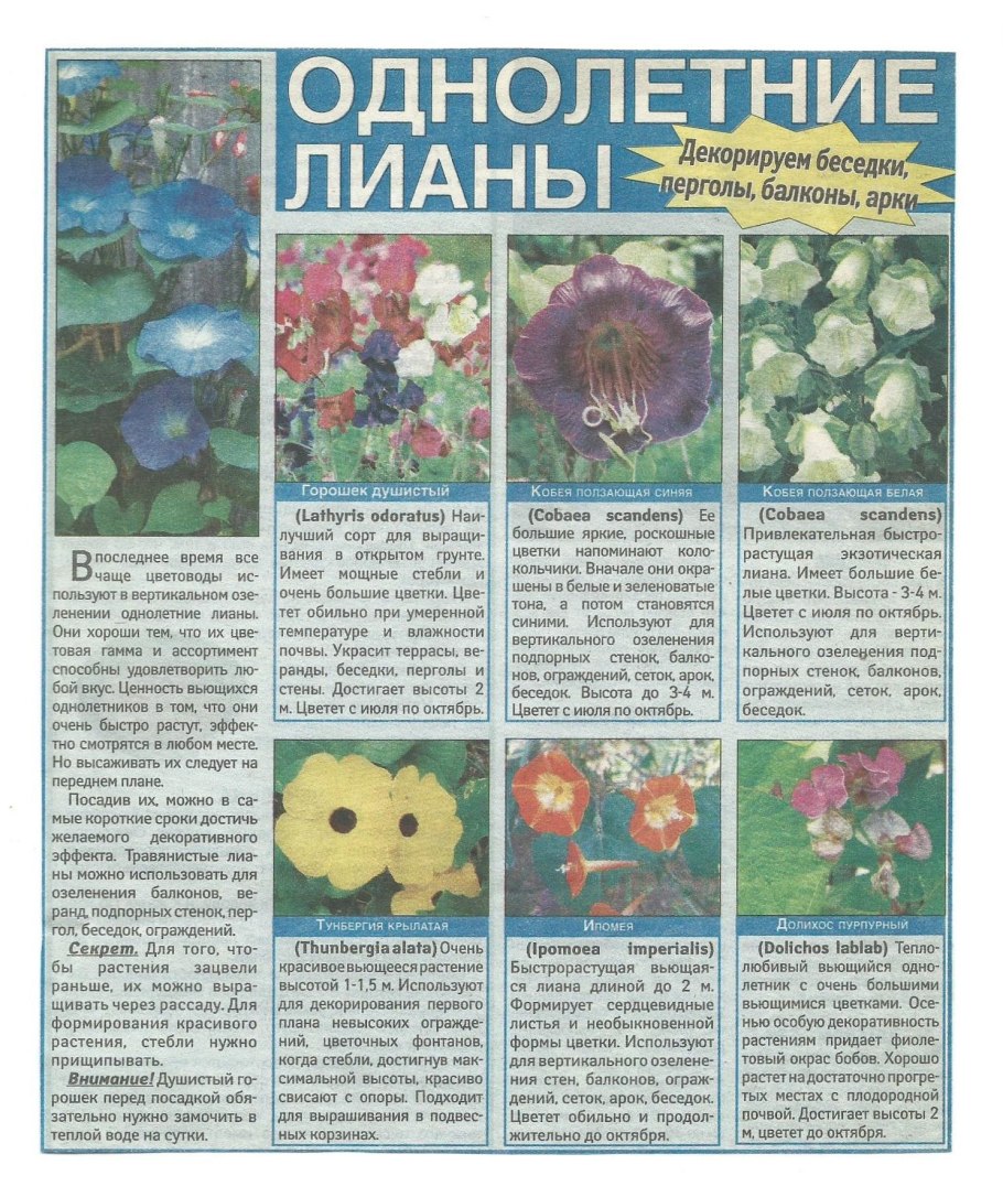 Остеоспермум смесь окрасок