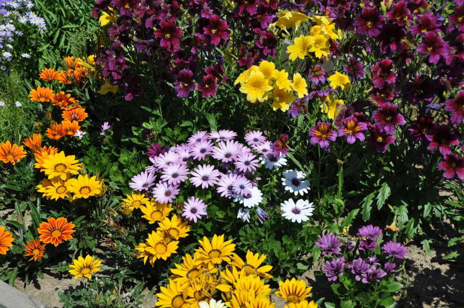 Раноцветущие однолетники