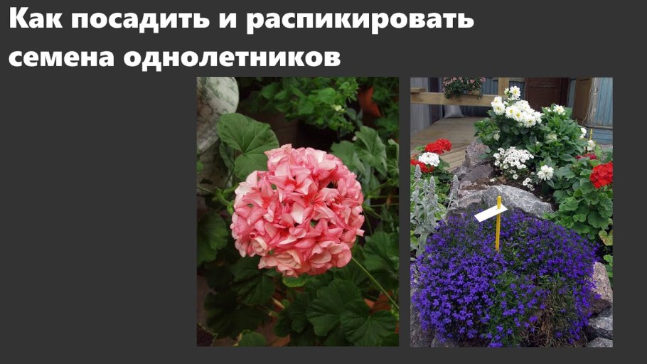 Пикировка пеларгонии