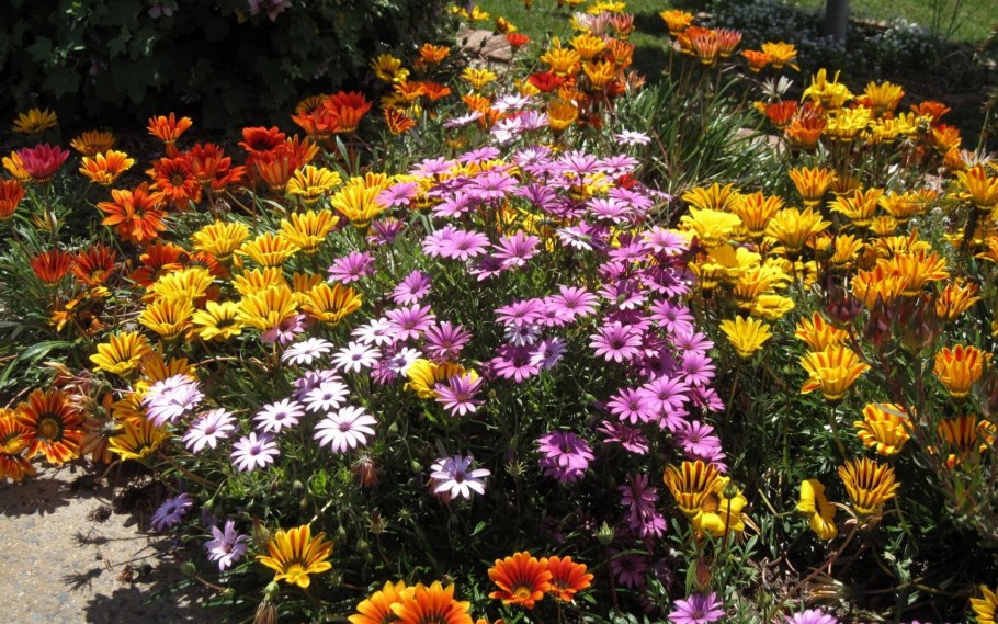 Цветы вербена гацания