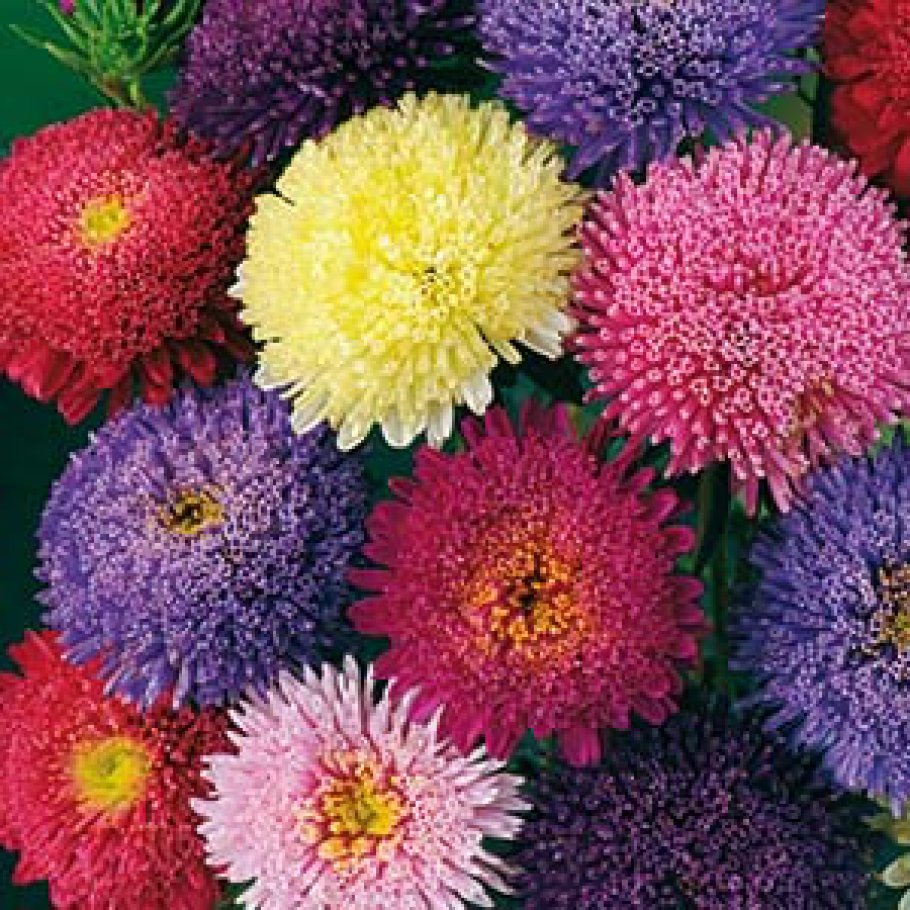 Однолетники самосейки