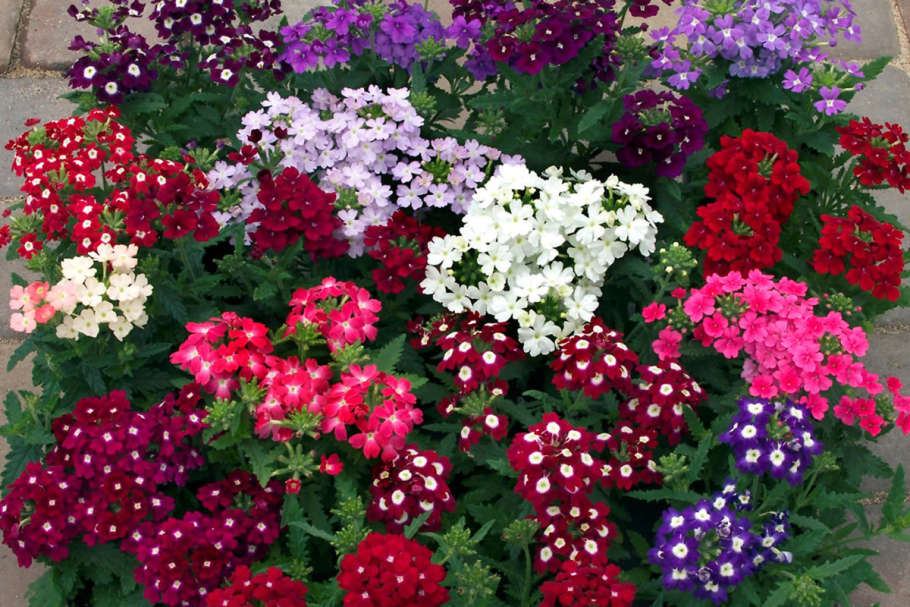 Астра помпонная Элизабет жёлтая