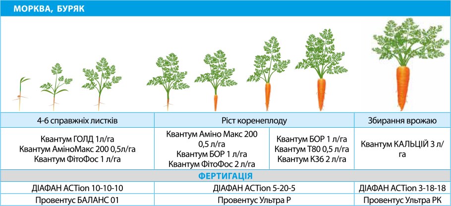 Морковь или морковка