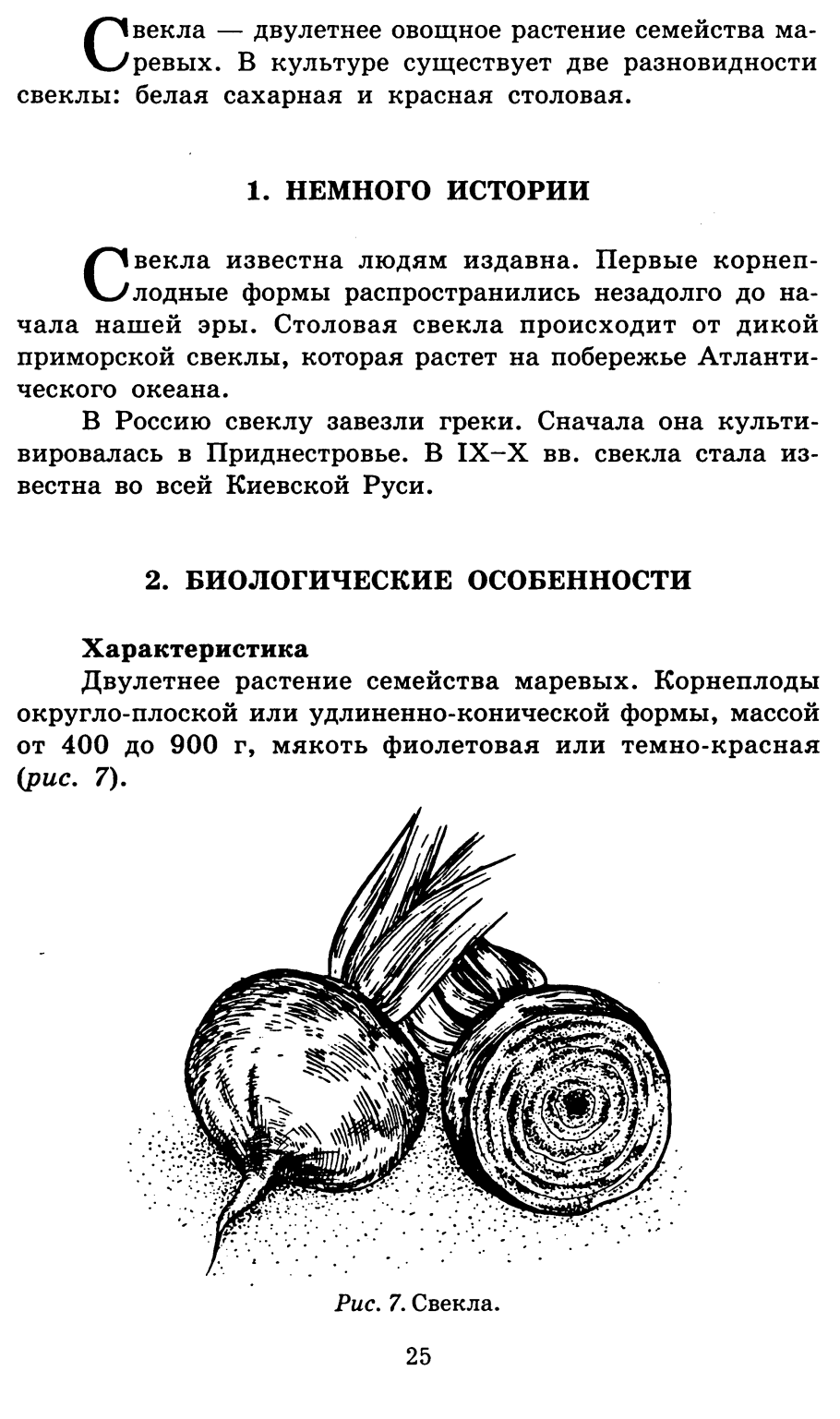 Этапы прорастания семян моркови