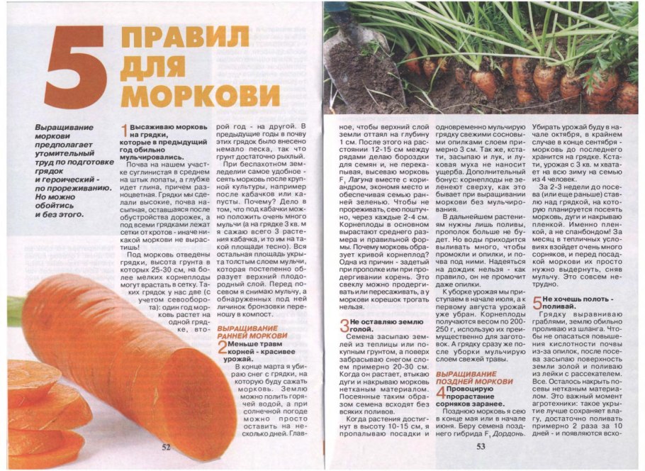 Этапы роста моркови