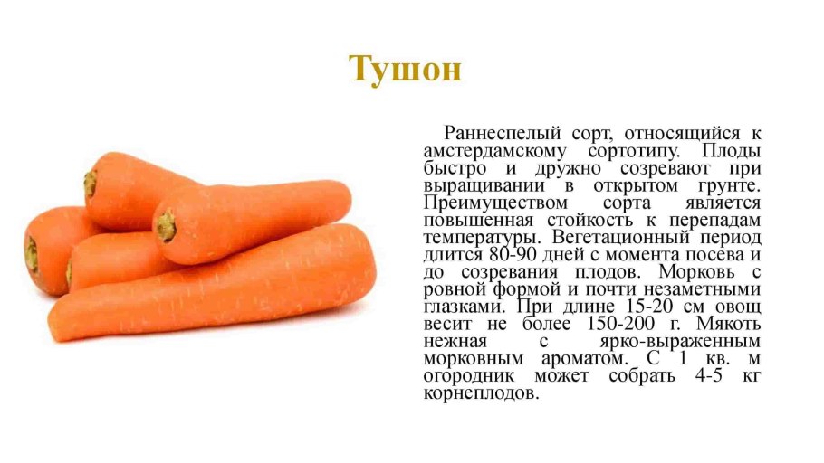 Семена моркови в пакетиках