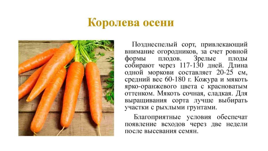 Фазы развития моркови