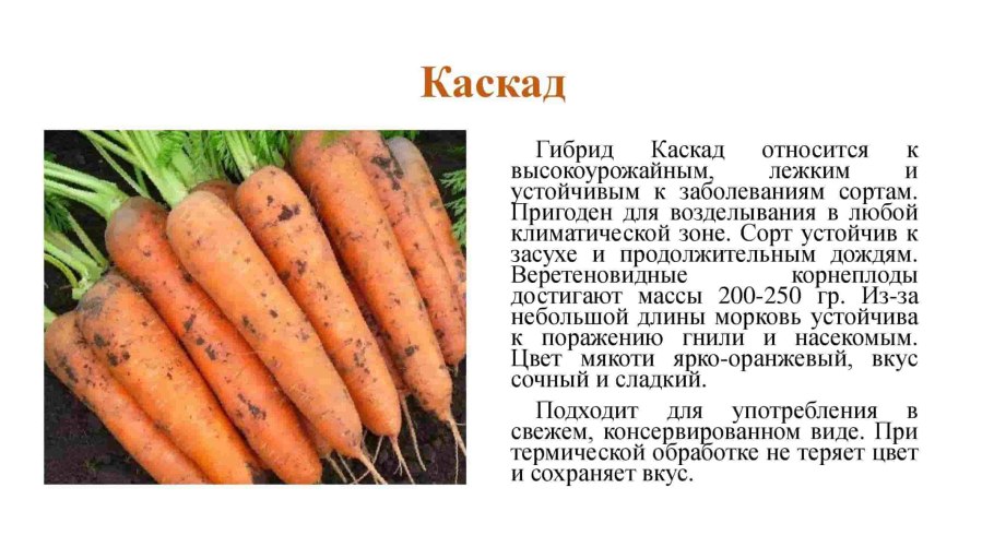 Пучок морковки
