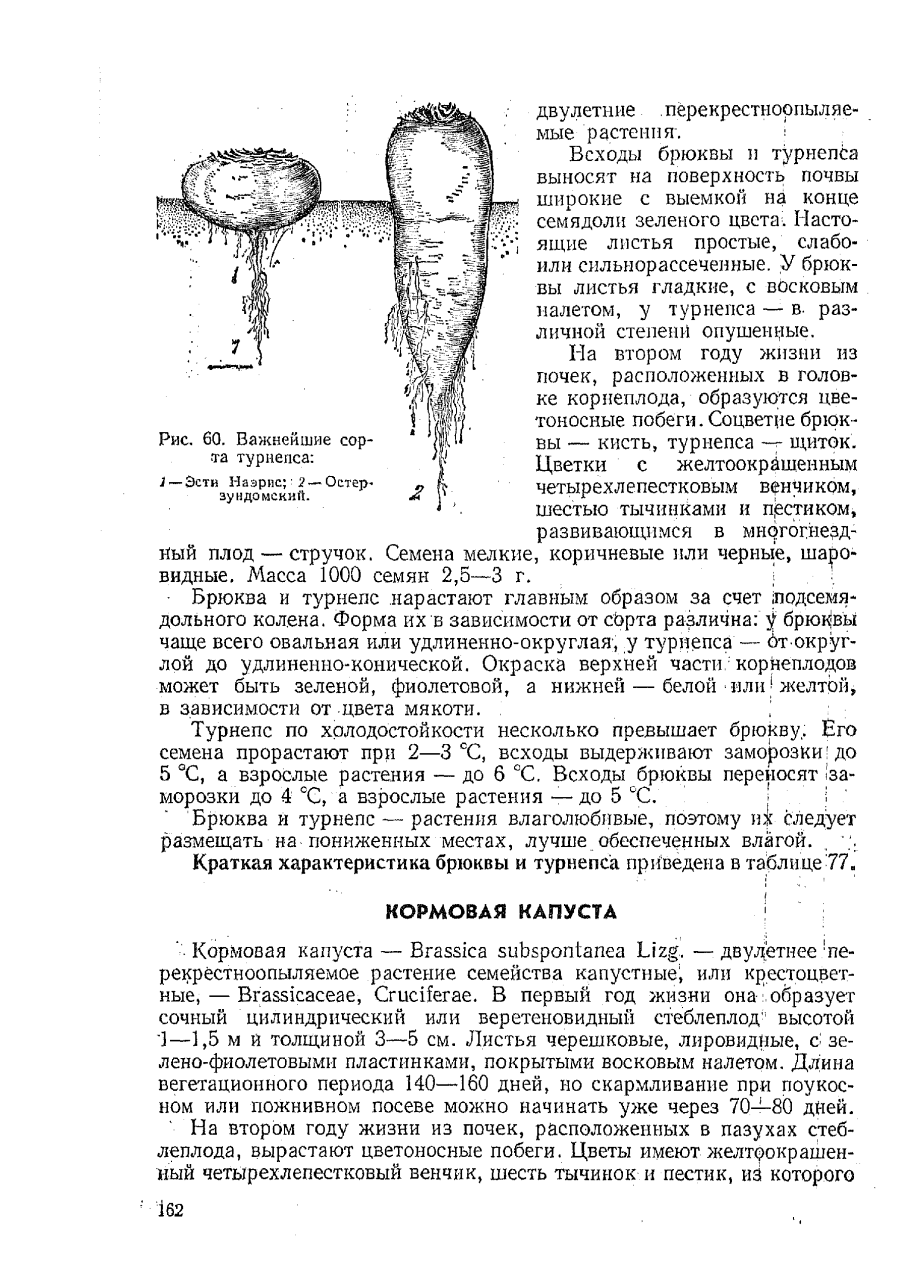 Морковь пятерка
