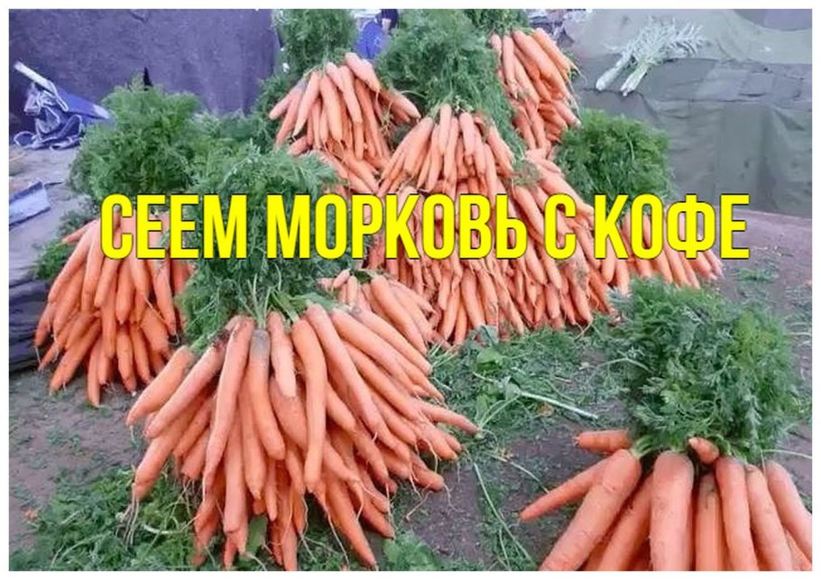 Десять морковей как правильно