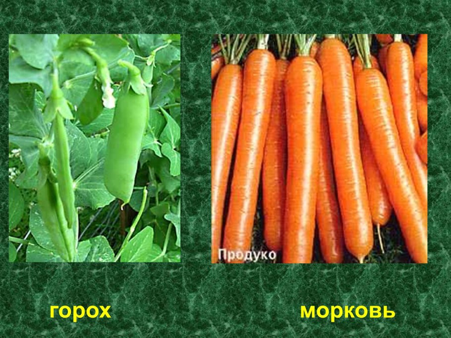 Факты о моркови