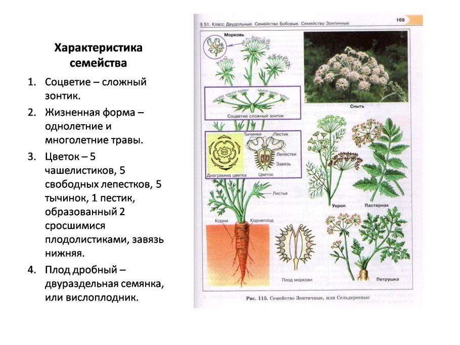 Стадии развития моркови