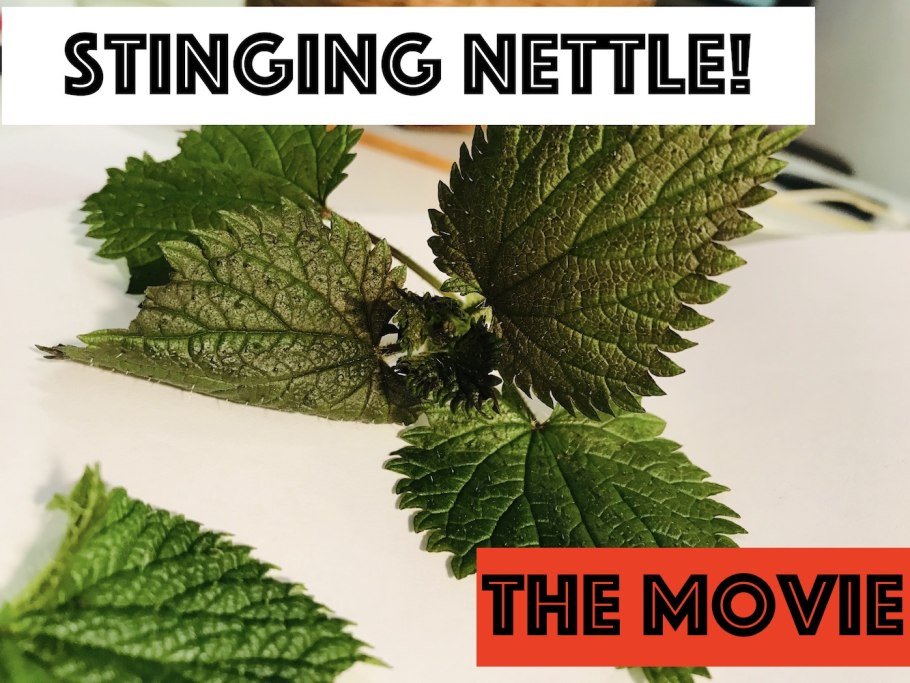 Цикл развития папоротниковидных схема