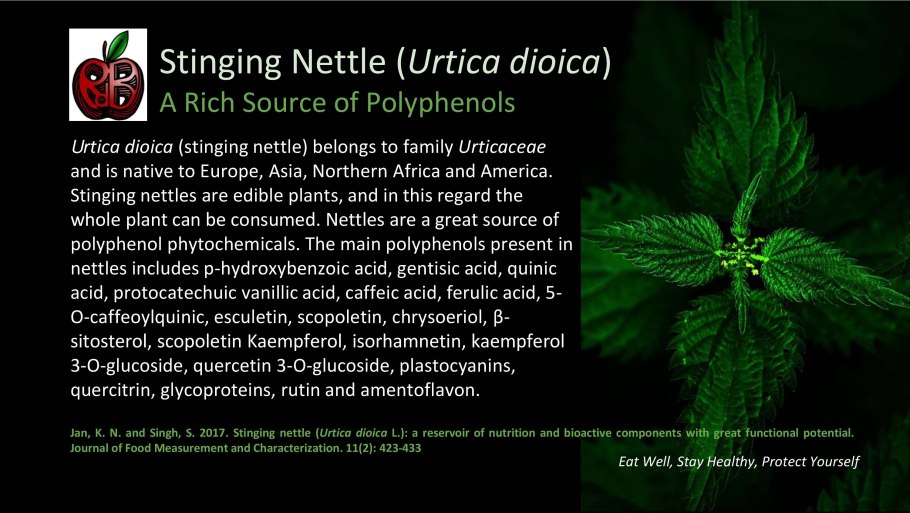 Жизненный цикл папоротника схема