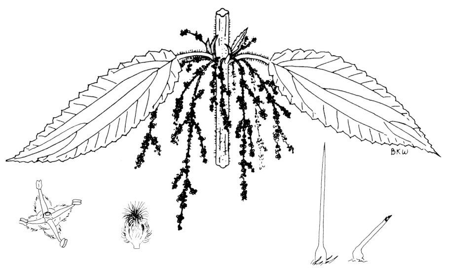 Дикорастущие растения крапива