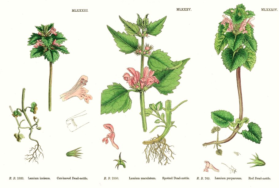 Яснотка белая