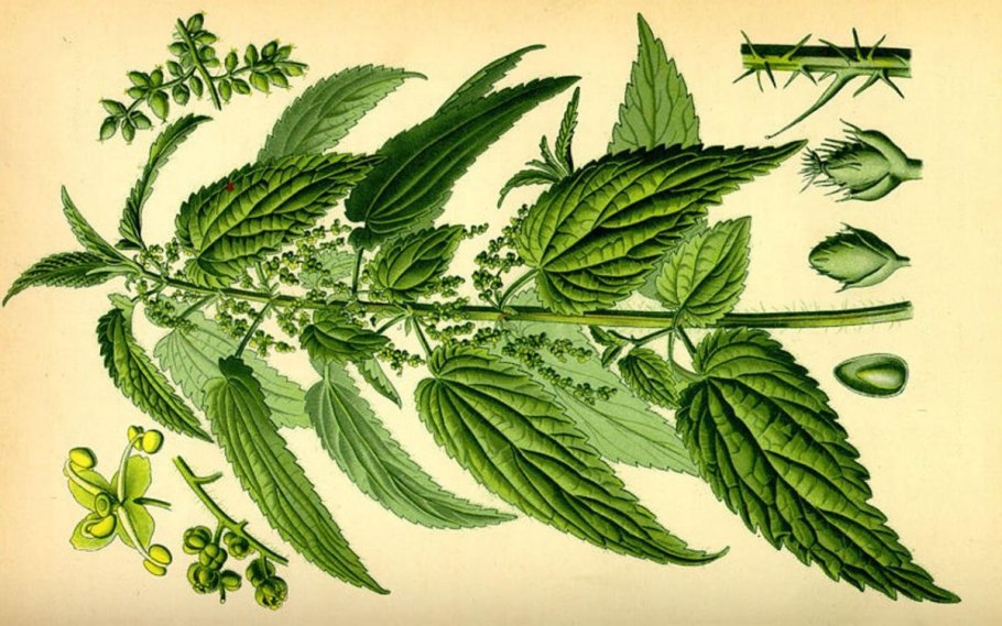 Urtica dioica рисунок